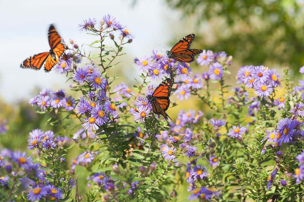 Blue Aster Flower Remedy