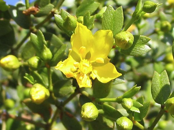 Creosote Bush (Jarilla) Flower Remedy