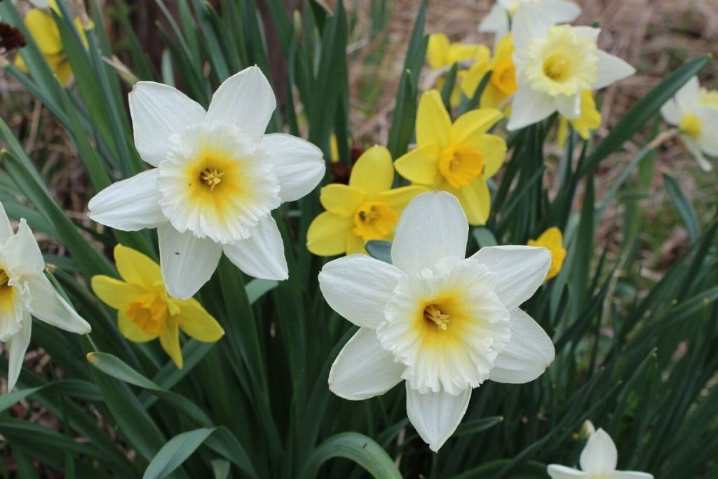 Daffodil Flower Essence