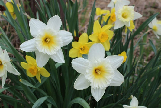 Daffodil Flower Essence