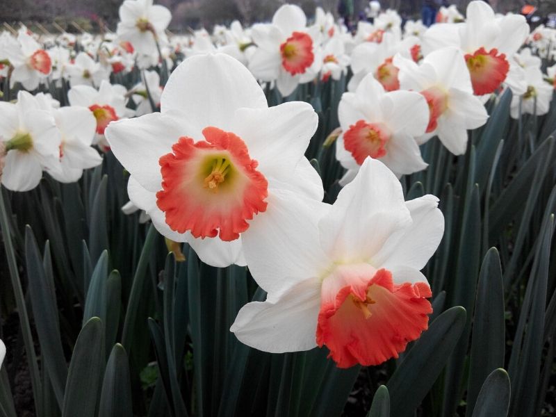 Daffodil Flower Essence