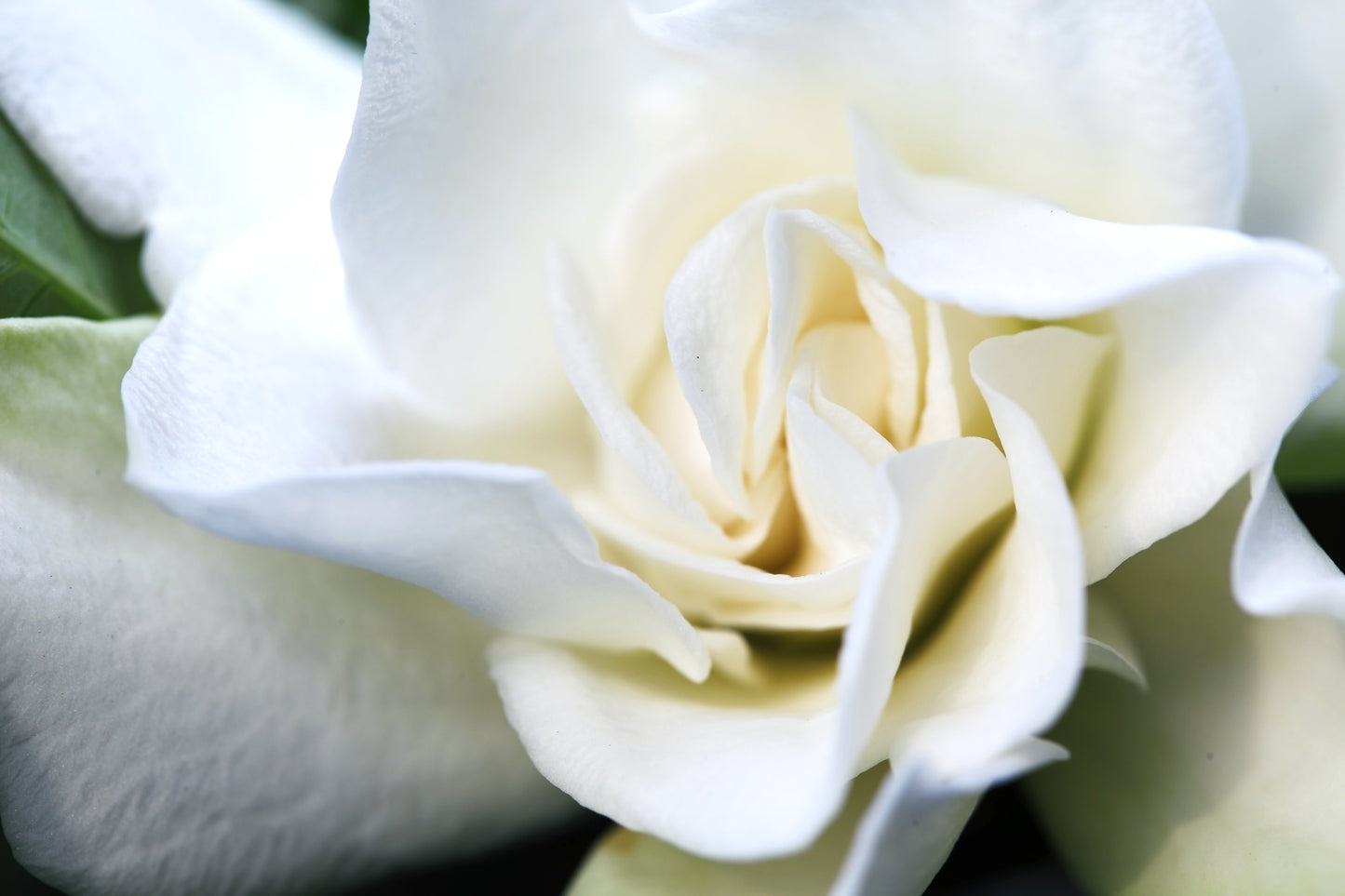 Gardenia  Flower Essence
