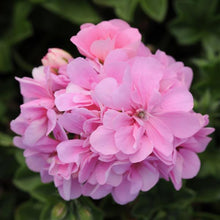 Load image into Gallery viewer, Pink Geranium flower essence
