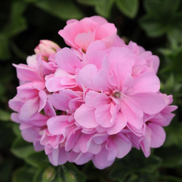Pink Geranium flower essence