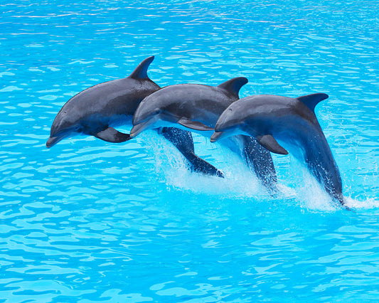 Dolphin  Vibrational Essence  Remedy