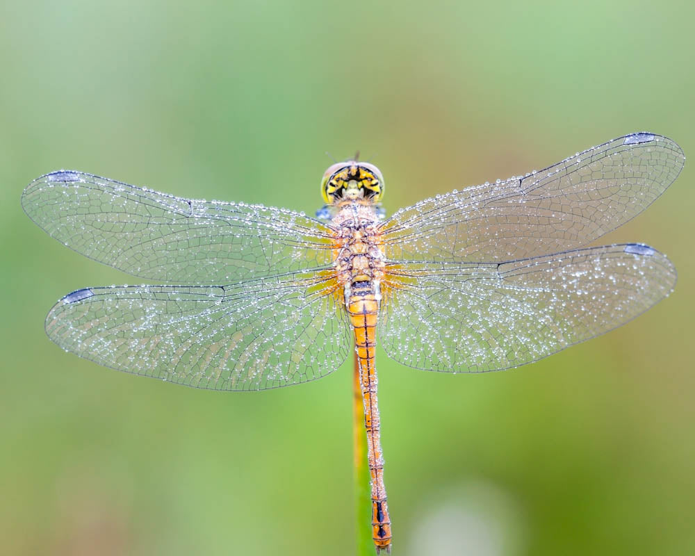 Dragonfly Essences