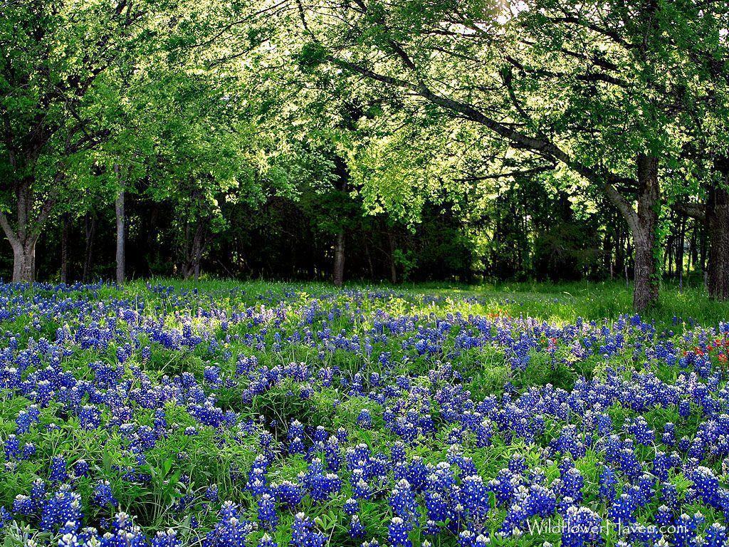 Bluebonnet Flower Remedy
