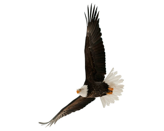 Eagle Animal Vibrational Remedy