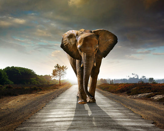 Elephant Essence Vibrational Remedy