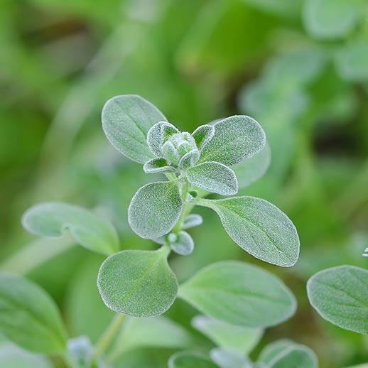 Knotted Marjoram Flower Essence