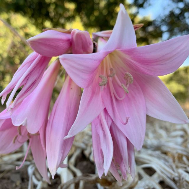 Amaryllis Flower Remedy