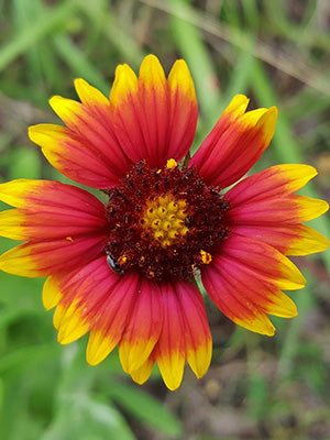 FireWheel Flower Remedy