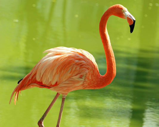 Flamingo Essence Vibrational Remedy