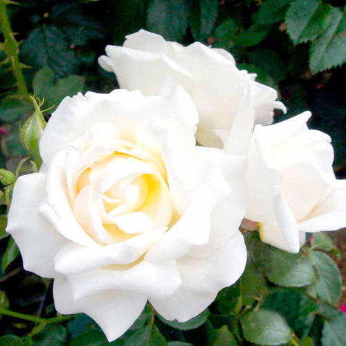 White Rose Flower Remedy