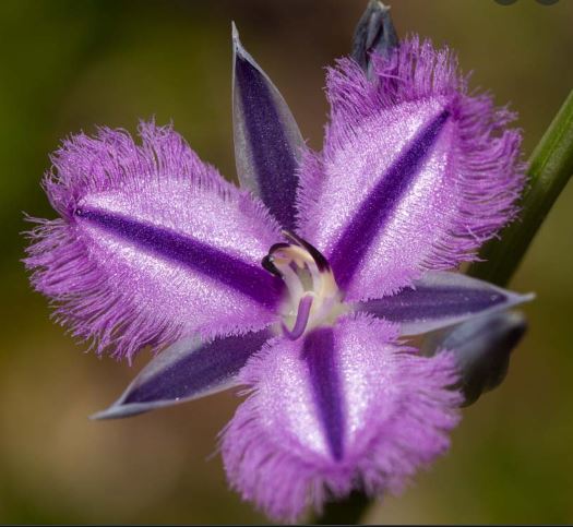 Fringed Violet Australian Bush Flower Essence