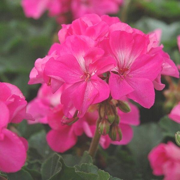 Pink Geranium flower Remedy