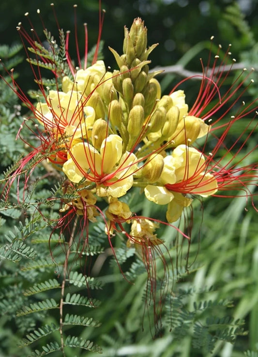Golden Phoenix Flower Remedy