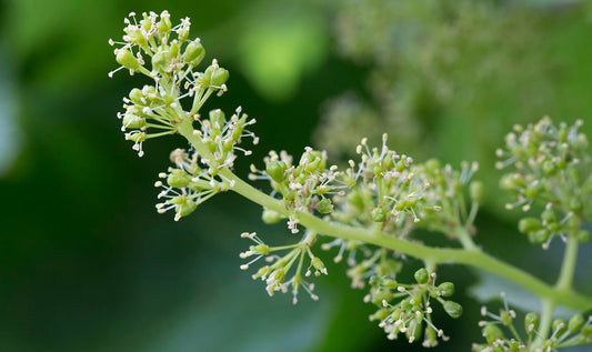 Grape Flower Remedy