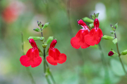 Autumn Sage Flower Remedy