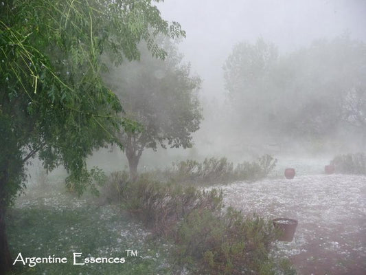 Hailstorm Flower Essence – Energetic Clearing & Renewal