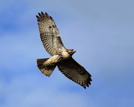 Hawk Bird Essences