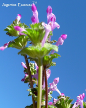 Load image into Gallery viewer, Henbit Flower Remedy
