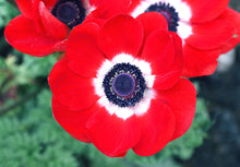 Load image into Gallery viewer, Anemone &quot; the wind flower&quot; Flower Remedy
