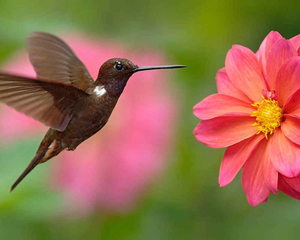 Hummingbird Vibrational Remedy