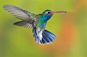 Argentine Hummingbird Essence