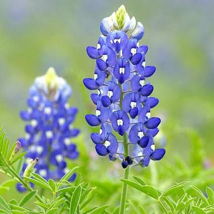 Bluebonnet Flower Remedy