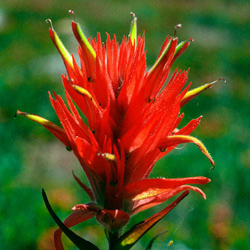 Indian Paintbrush Flower Remedy