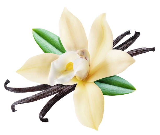Vanilla Flower Essence