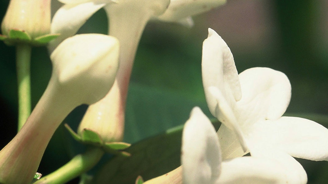 Madagascar Jasmine Flower Essence