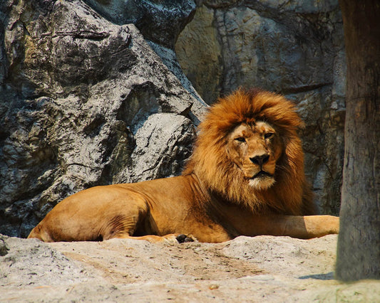 Lion Animal Vibrational Essence Remedy