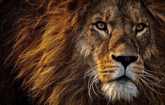 Lion Animal Vibrational Remedy