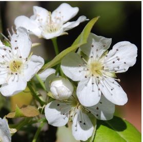 Maca Flower Essence Remedy