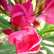 Load image into Gallery viewer, Magenta Oleander Flower Remedy
