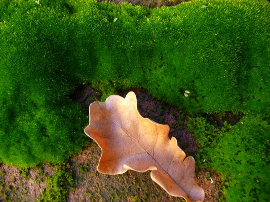 Magical Moss Flower Essence Remedy