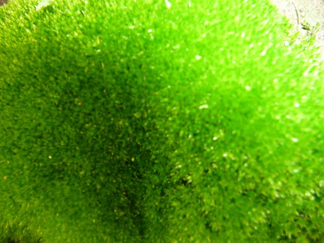 Magical Moss Flower Essence Remedy