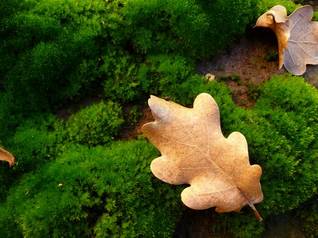 Magical Moss Flower Essence Remedy