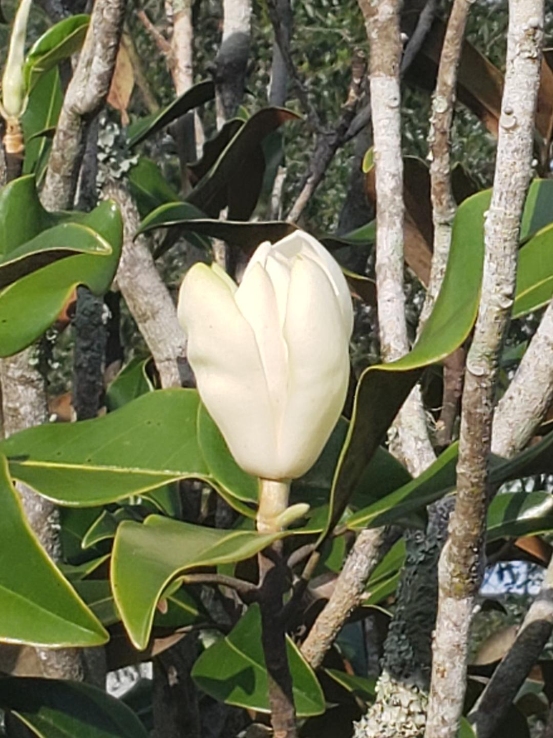 " Magnolia De Yeshua " Flower Essence | New Earth Collection