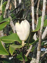 Load image into Gallery viewer, Magnolia De Yeshua Flower Remedy (Sunlight)
