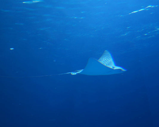 Manta Ray Essence Vibrational Remedy