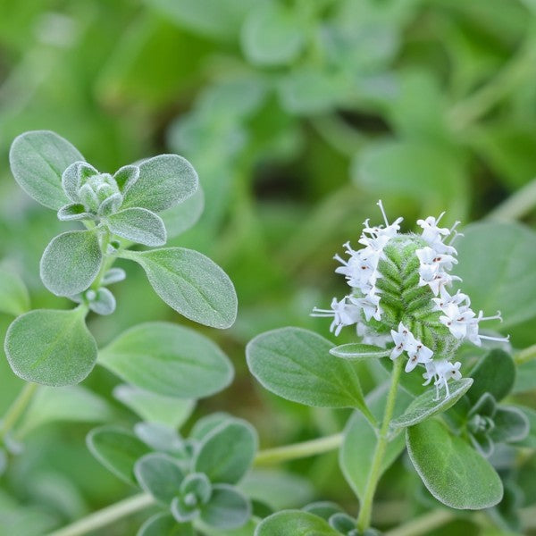 Knotted Marjoram Flower Essence