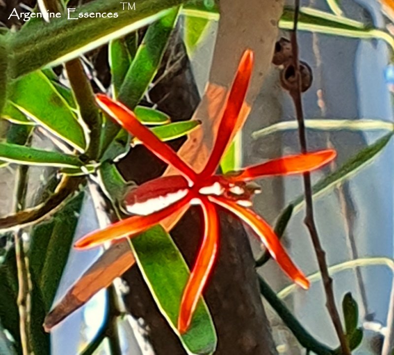Red Mistletoe Flower Remedy