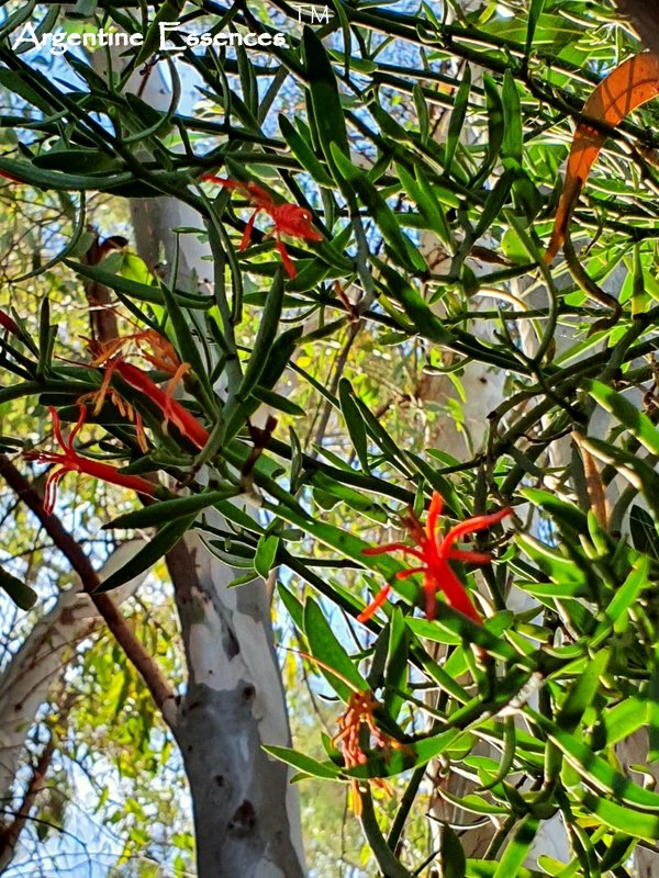 Red Mistletoe Flower Remedy