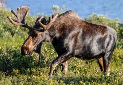 Moose Essence Vibrational Remedy