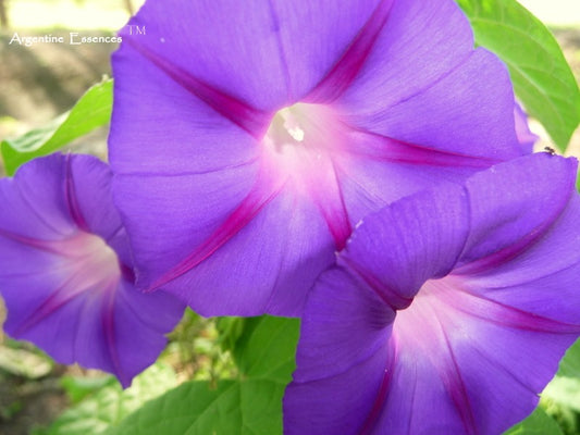 Morning Glory Flower Essence