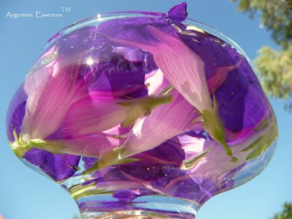 Morning Glory Flower Essence