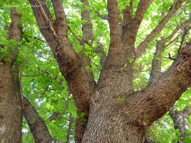 Bur Oak Tree Vibrational Healing  Remedy By Argentine Essences Exclusively At Starseed Essence Shoppe